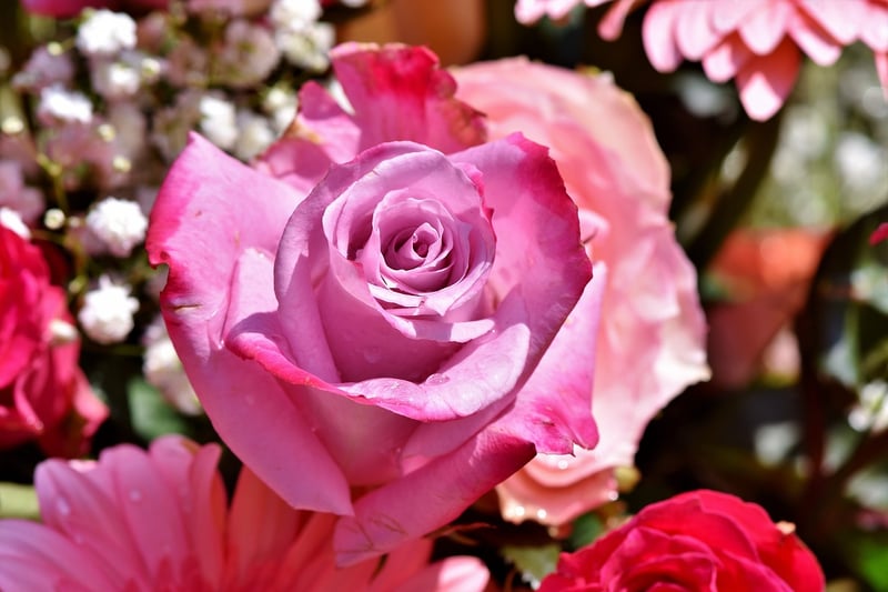 Red Roses in Garden